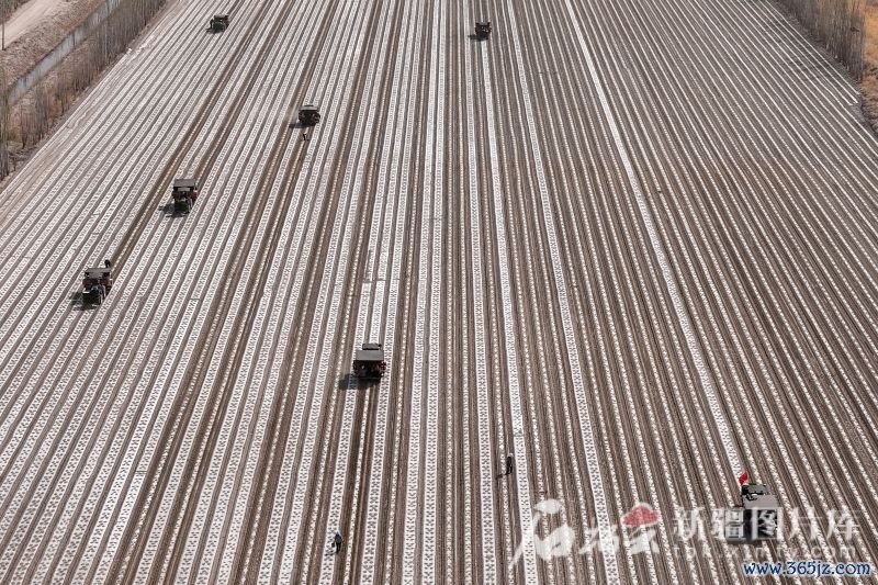在博湖县塔温觉肯乡克日木哈尔村灵峰家庭农场色素辣椒基地，一台台辣椒自动移栽机来回穿梭，移栽辣椒。博湖县融媒体中心供图